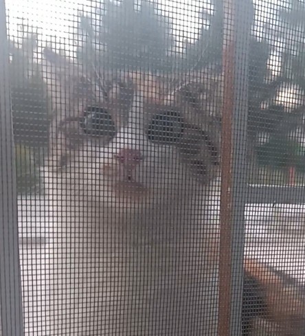 Evcil hayvanlarınizin sevilmesi hoşunuza gider mi?