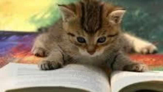 Merakla okumak istediğiniz kitap size anlatılırsa ne yaparsınız?