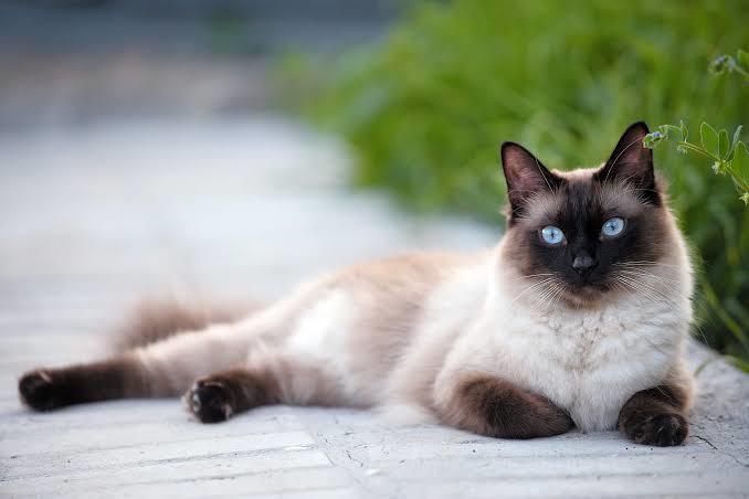 Kedi fotoğrafı paylaşır mısın lütfen?