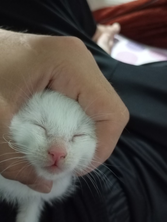 Kedi fotoğrafı paylaşır mısın lütfen?