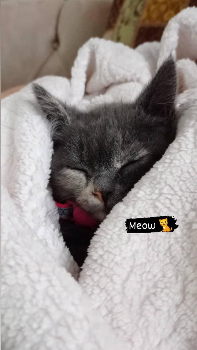 Kedi fotoğrafı paylaşır mısın lütfen?