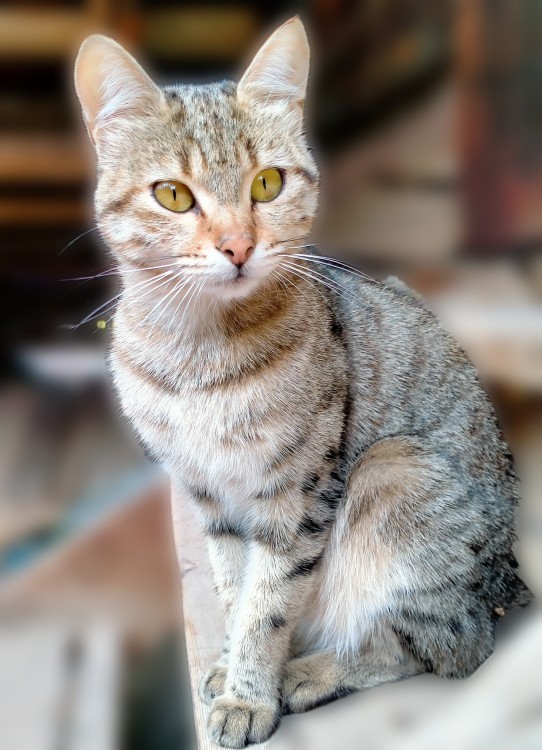 Kedi fotoğrafı paylaşır mısın lütfen?