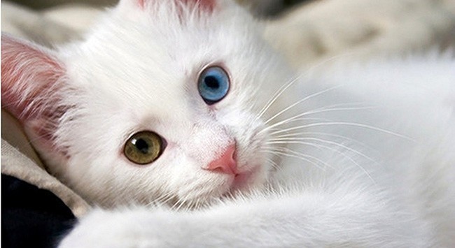 Kedi fotoğrafı paylaşır mısın lütfen?