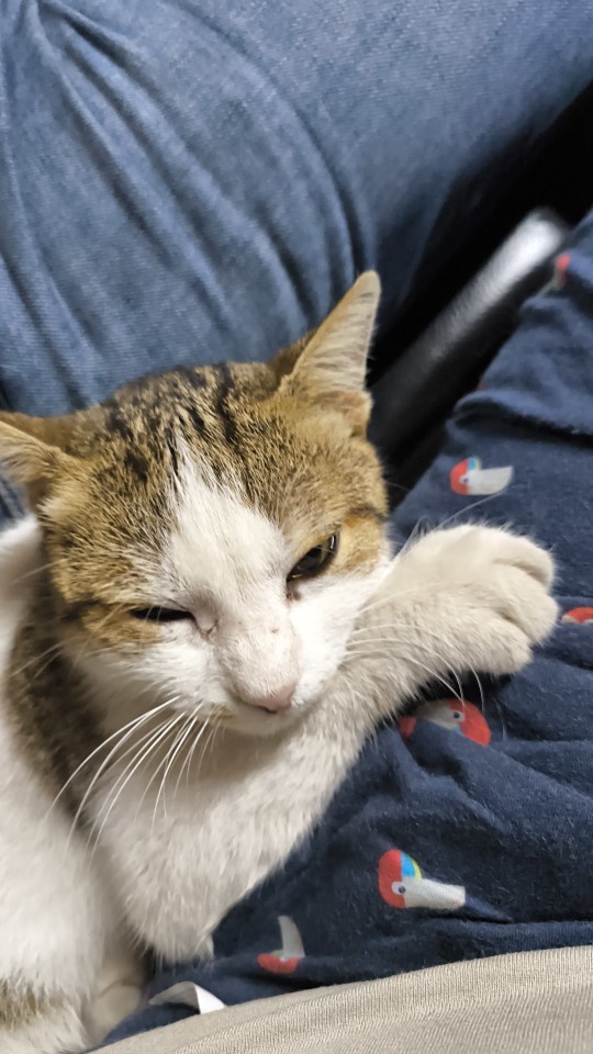 Kedi fotoğrafı paylaşır mısın lütfen?