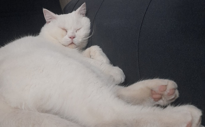 Kedi fotoğrafı paylaşır mısın lütfen?