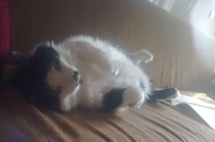 Kedi fotoğrafı paylaşır mısın lütfen?