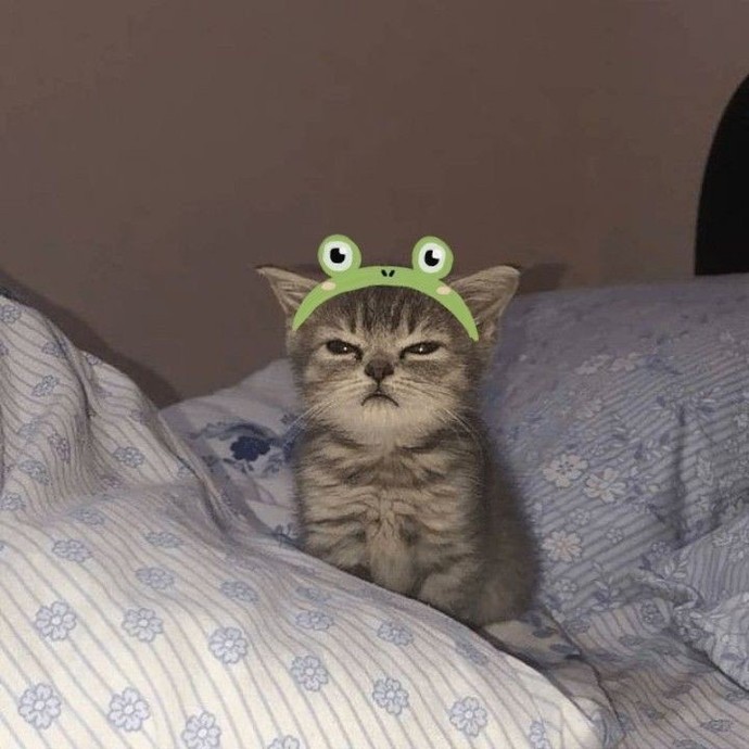 Kedi fotoğrafı paylaşır mısın lütfen?