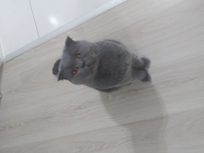Kedi fotoğrafı paylaşır mısın lütfen?