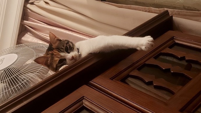 Kedi fotoğrafı paylaşır mısın lütfen?