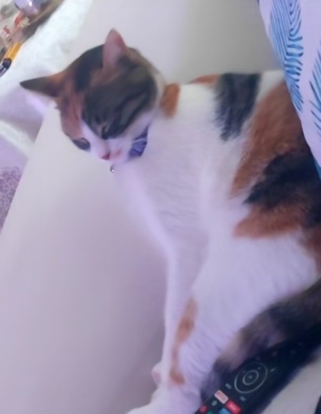 Kedi fotoğrafı paylaşır mısın lütfen?