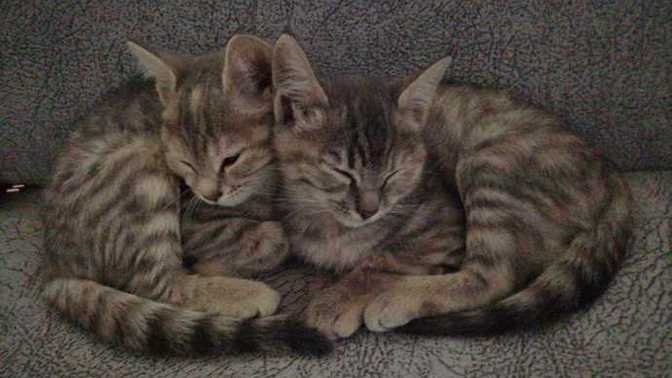 Kedi fotoğrafı paylaşır mısın lütfen?