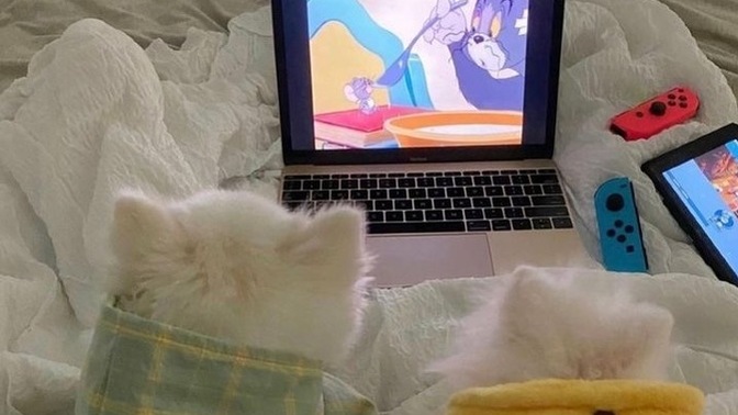 En sevdiğiniz çizgi film hangisiydi?