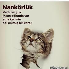 Sizce kediler mi daha nankör yoksa insanlar mı?