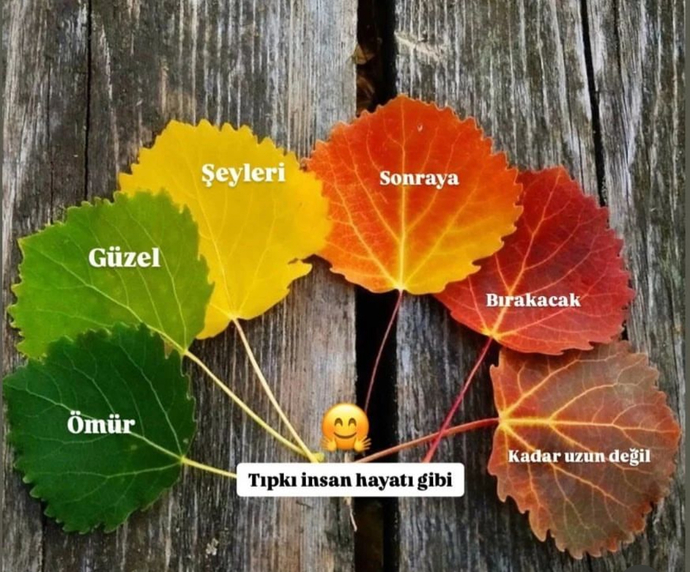 Ne güzel bir görsel ☺️