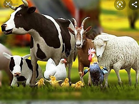 Ülkemizde et pazarının 🥩 pahalı olmasının başlıca sebebi ne olabilir?