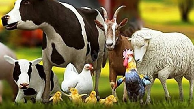 Ülkemizde et pazarının 🥩 pahalı olmasının başlıca sebebi ne olabilir?