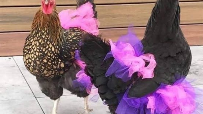 Evin kızı ile gelini eşit midir?