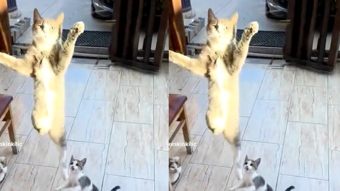 Mama gören kedinin sevinci izleyenleri güldürdü. Sizin bir hayvanla geçirdiğiniz keyifli bir anınız var mı?