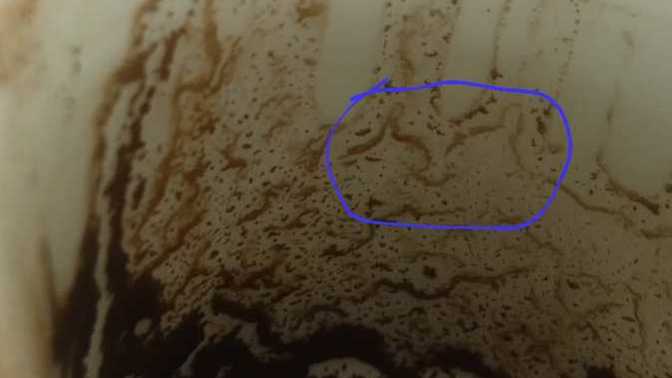 Falda tavşan görmek ne anlama geliyor?