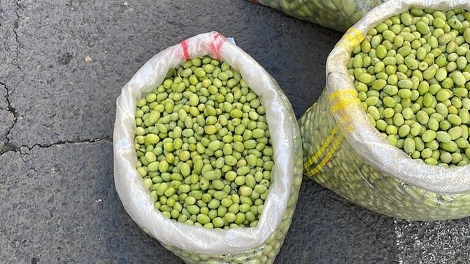 Evde yeşil zeytin nasıl lezzetlendirir?