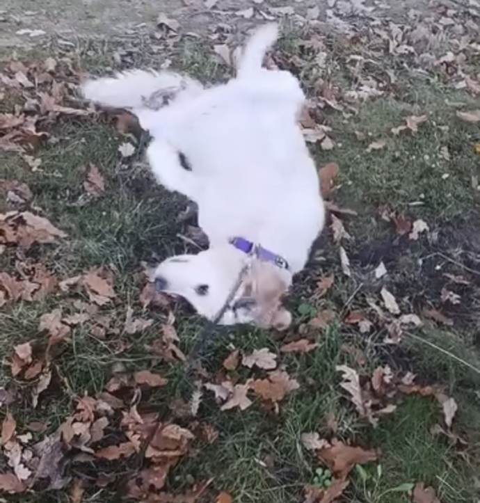 Sen en halis mamalarla besle gitsin toprakta yayılsın😂