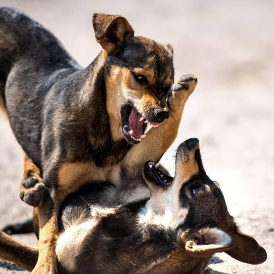 Devamlı cinsellik muhabbeti eden sevgiliyi kuduz köpeklere benzeten var mı benim gibi 😂😂?
