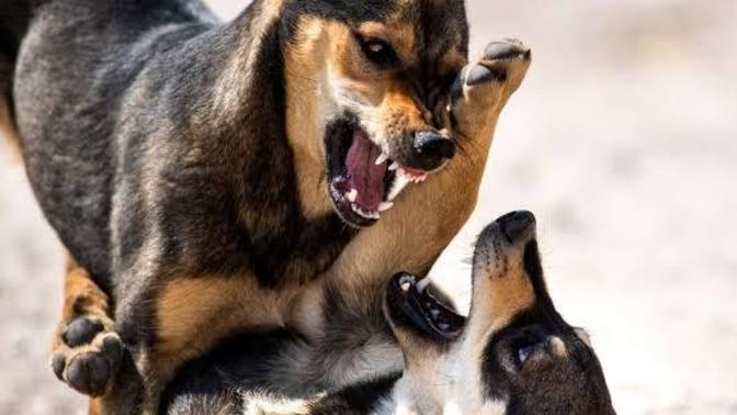 Devamlı cinsellik muhabbeti eden sevgiliyi kuduz köpeklere benzeten var mı benim gibi 😂😂?