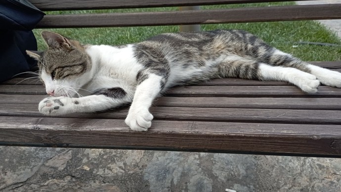 Evcil hayvanınız var mı? Varsa türünü ve adını paylaşabilir misiniz?