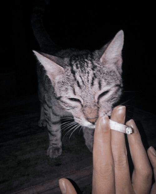 Sigara veya alkol kullanıyor musunuz?