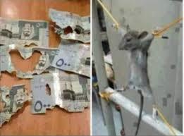 Euro larımı fare yemiş. Napcaz şimdi?