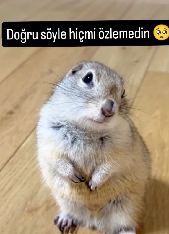 Doğru söyle hiç mi özlemedin?