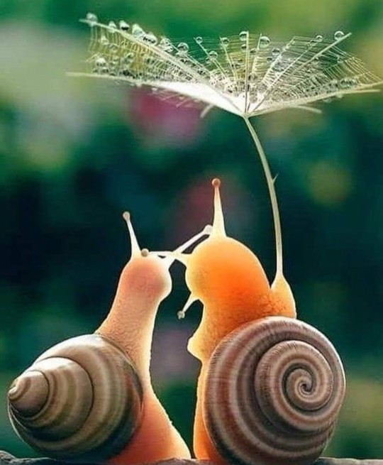 Salyangozların 🐌 bile eşi var sizin yok mu?