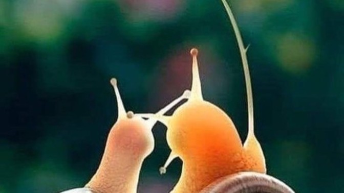 Salyangozların 🐌 bile eşi var sizin yok mu?