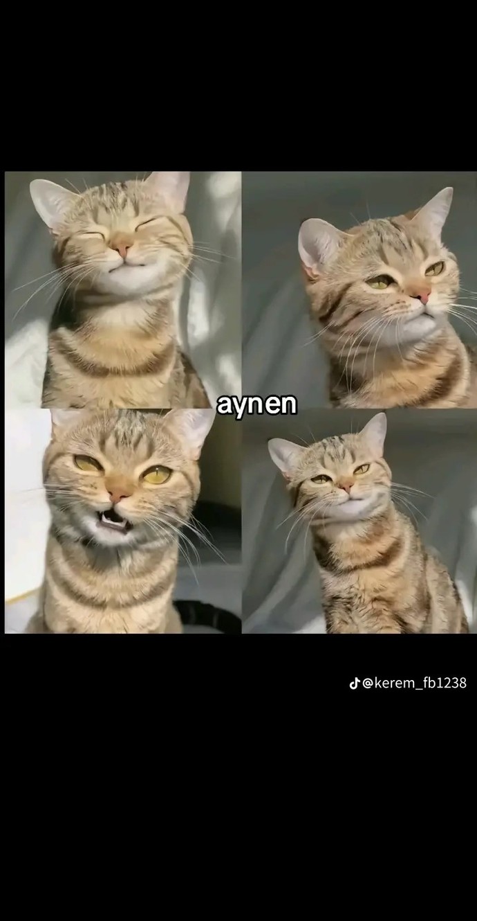 Sizce en yakışıklı ve en güzel hayvan hangisi?