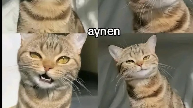 Sizce en yakışıklı ve en güzel hayvan hangisi?