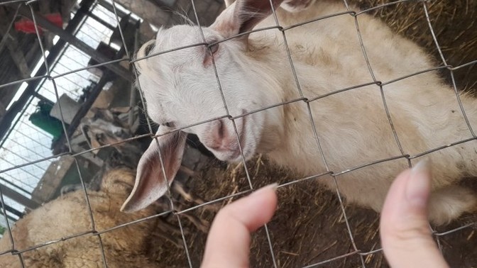 Köy hayatını sever misiniz?