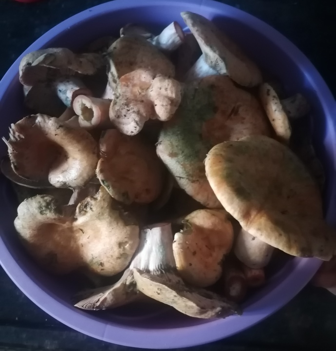 Mantar yemek sağlıklı mı, sağlıksız mı?