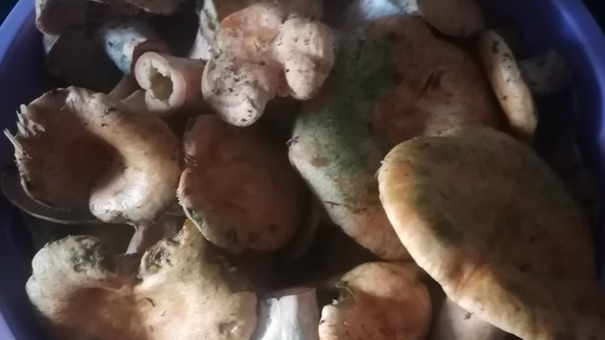 Mantar yemek sağlıklı mı, sağlıksız mı?
