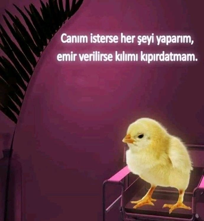 Civciv misiniz