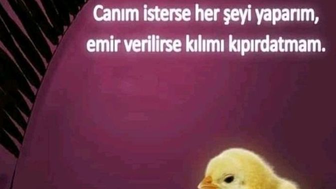 Canının her istediğini yapabiliyor musun?
