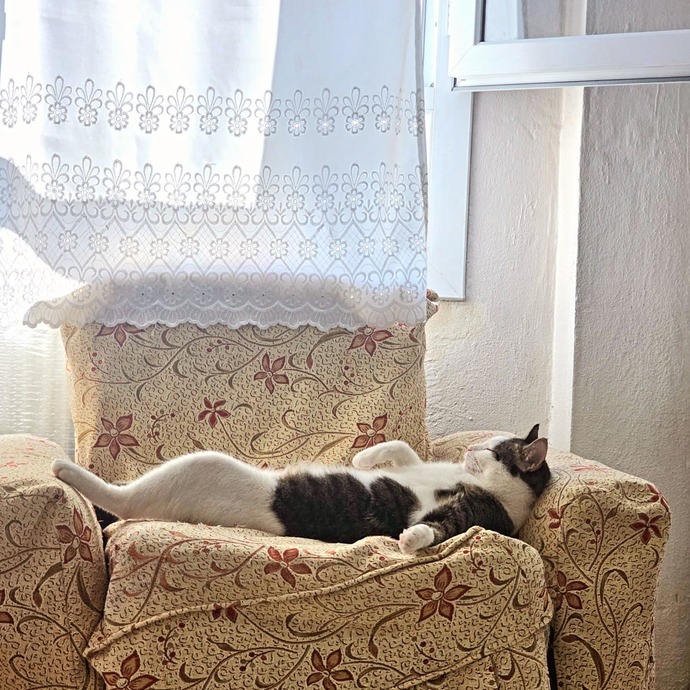 🐱Kedilerle aranız nasıl🐾?