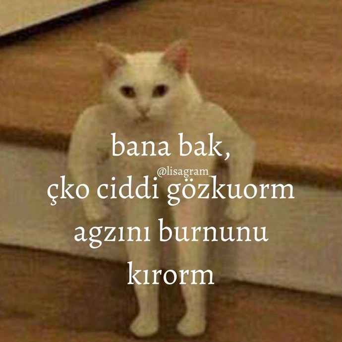 Kavgaci birimisiniz, soyle kaos seven gorultu seve birimisiniz?