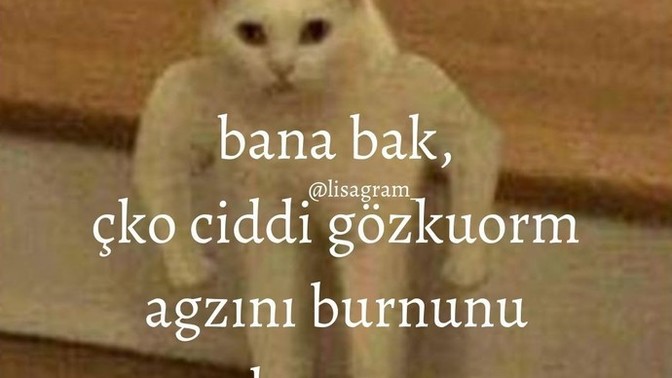Kavgaci birimisiniz, soyle kaos seven gorultu seve birimisiniz?