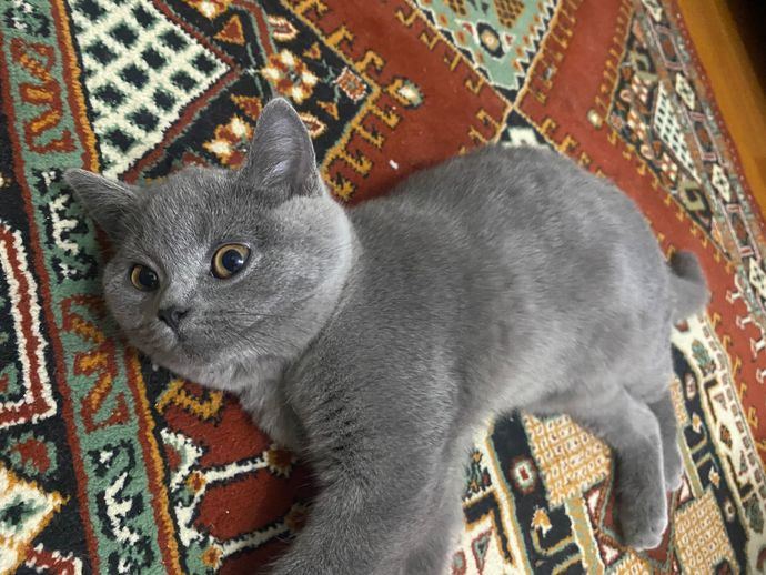 Kedime ev ve yatak aldım ama halıda yatıyor neden?