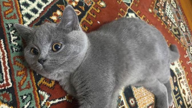 Kedime ev ve yatak aldım ama halıda yatıyor neden?