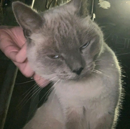 Evinizde veya sokakta kedi besliyor musunuz?