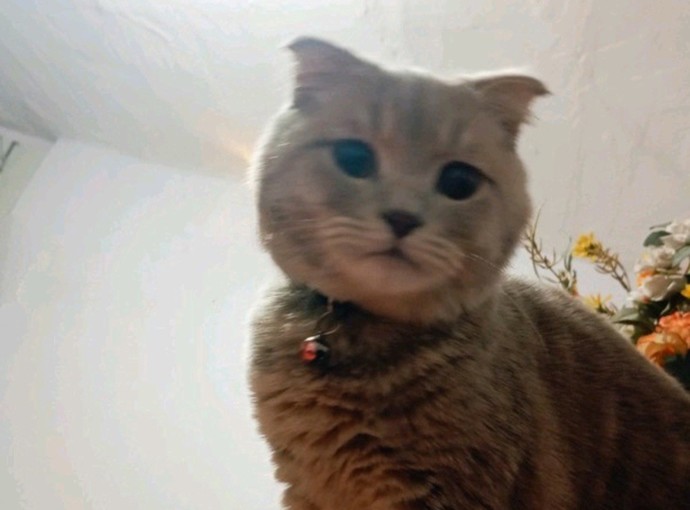 Evinizde veya sokakta kedi besliyor musunuz?