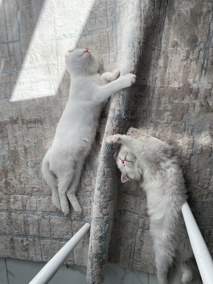 Evinizde veya sokakta kedi besliyor musunuz?
