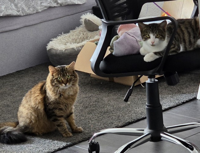 Evinizde veya sokakta kedi besliyor musunuz?