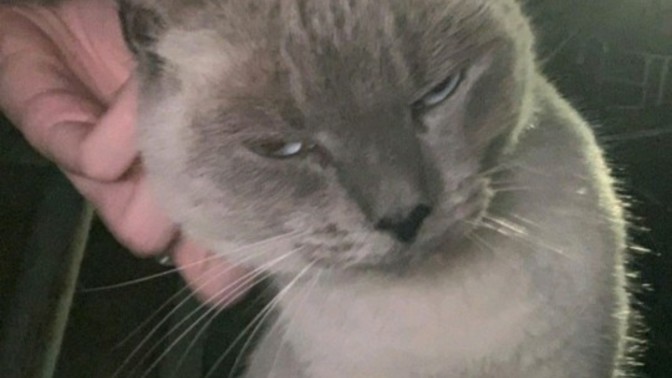 Evinizde veya sokakta kedi besliyor musunuz?